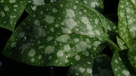 Pulmonaria
'Sissinghurst
White
