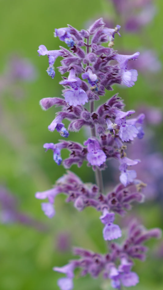 Nepeta ‘Walkers Low’
