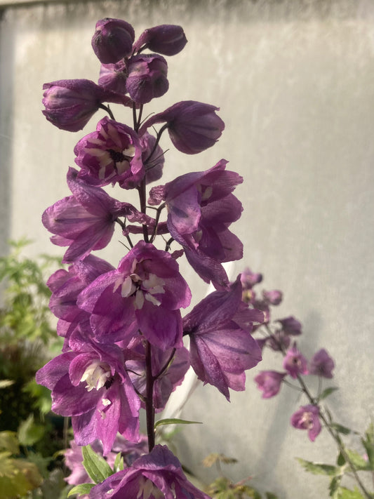 Delphinium 'Astolat'
