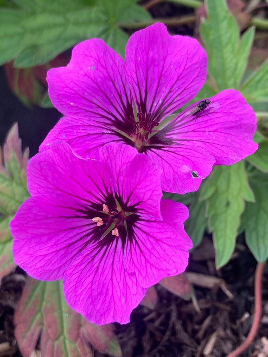 Geranium ‘Patricia’