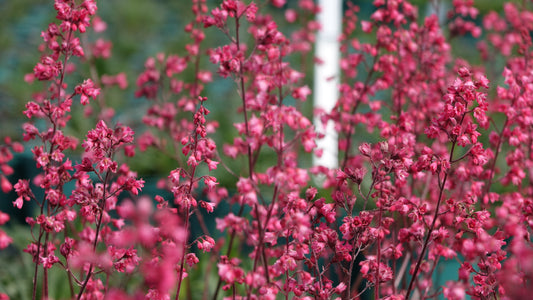 Heuchera ‘Paris’