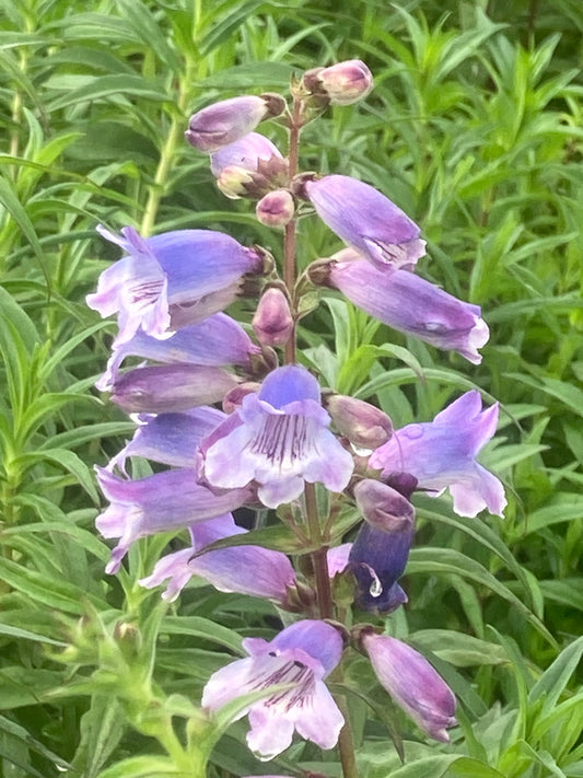 PENSTEMON 'LADY HAMILTON'