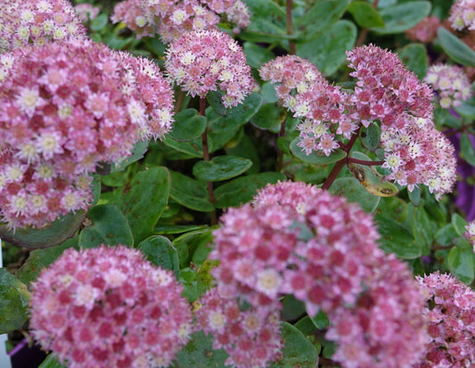 Sedum 'Stewed Rhubarb Mountains'
