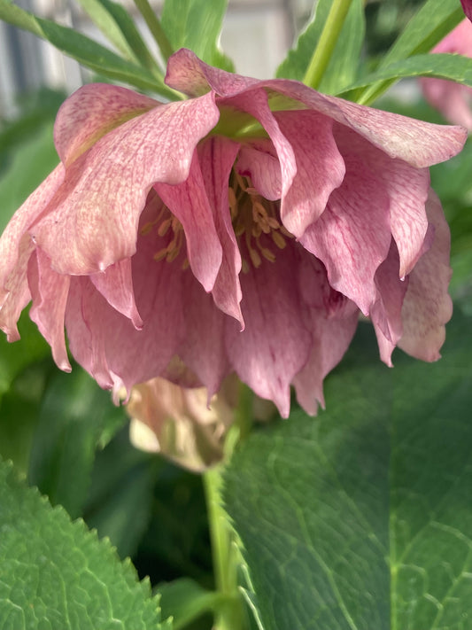 HELLEBORUS VIV 'ELENA'