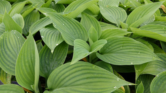 Hosta ‘Empress Wu’