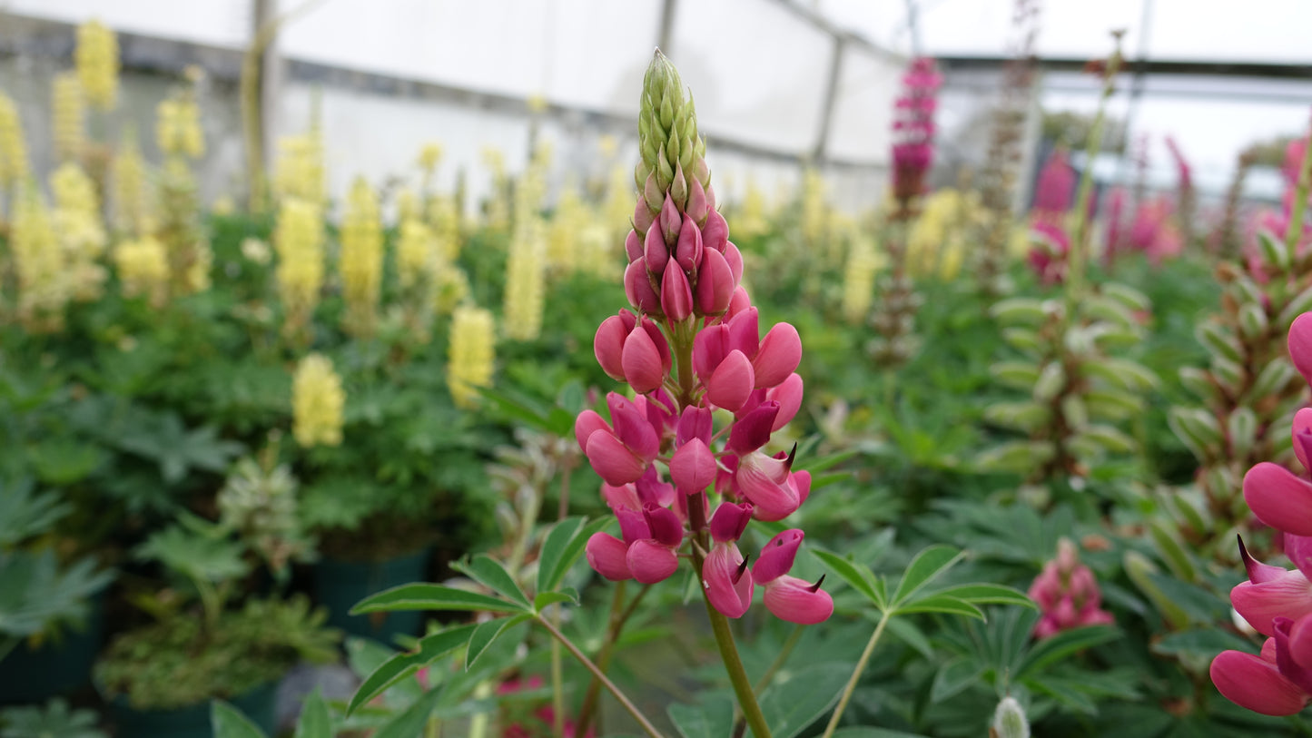 Lupin 'Gallery Red'