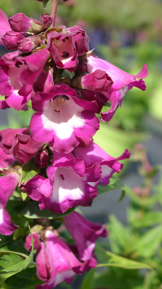 Penstemon
‘Polaris
Purple’