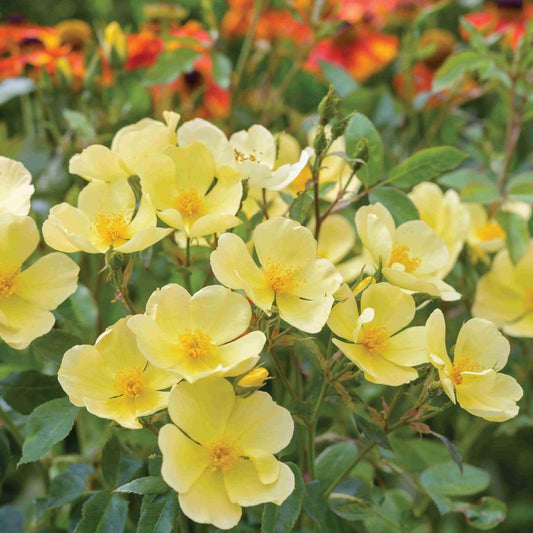 Rosa 'Tottering-by-Gently (Auscartoon) English Shrub Rose Bred By David Austin