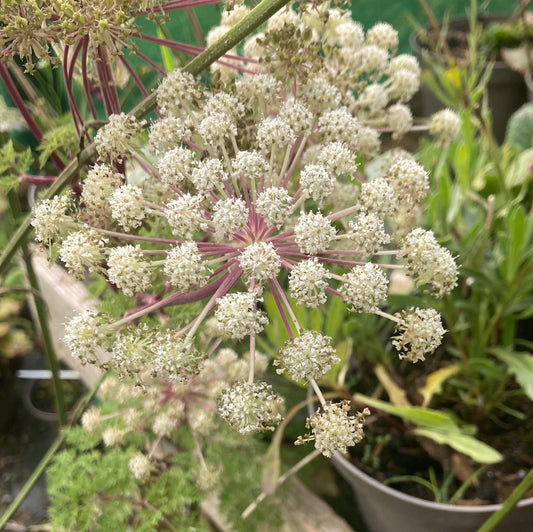 Selenium Wallachianum