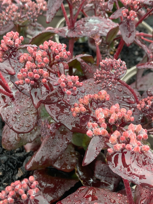 Sedum 'purple emperor'