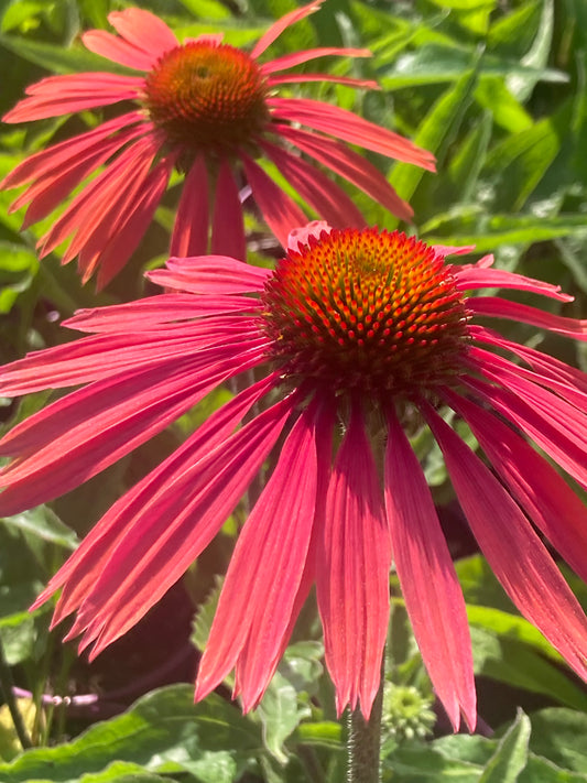 ECHINACEA
'SUMMER
COCKTAIL'