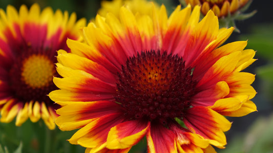 Gaillardia ‘Kobold’