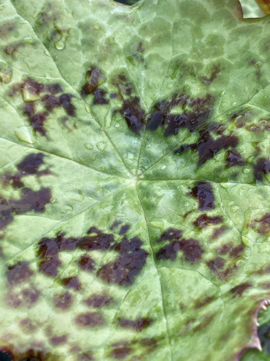 Podophyllum 'Spotty Dotty' 5L