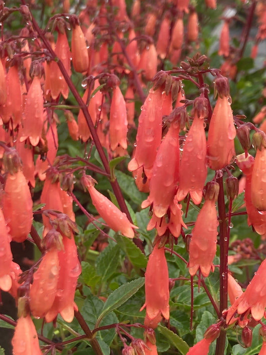 Phygelius 'candydrops tangerine'