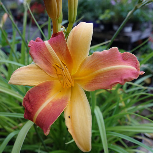Hemerocallis ‘Frans Hals’