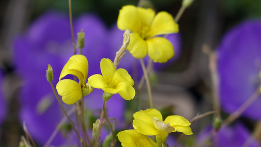 Oxalis chrysantha