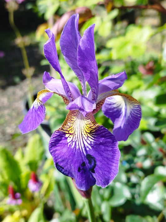 Iris ‘Ceasers Brother’