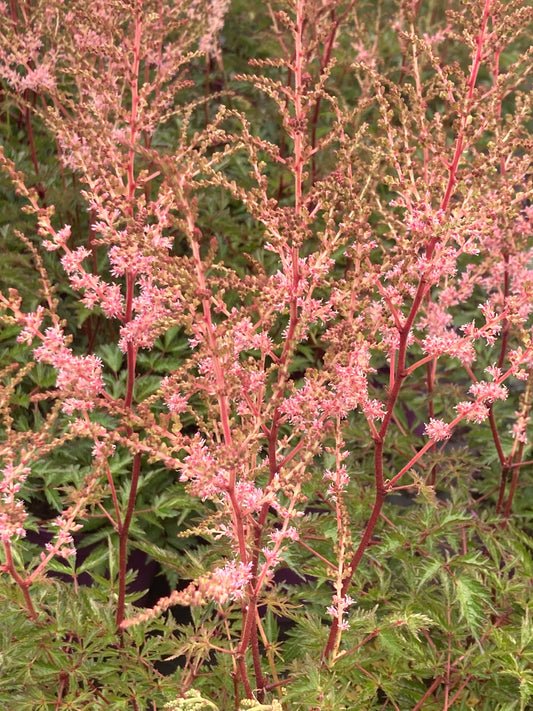 Astilbe 'Hennie Graafland'