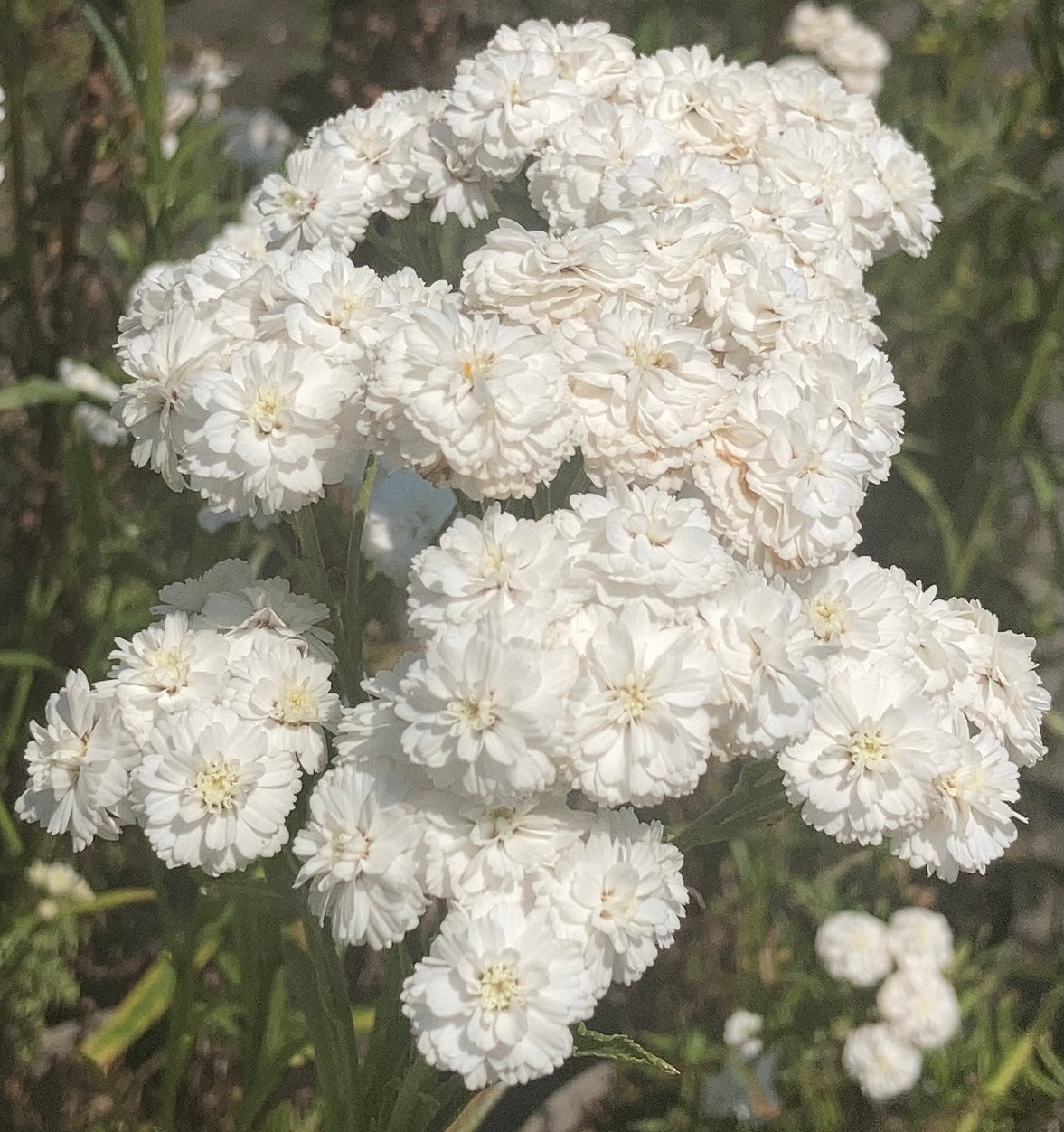 Achillea ‘The Pearl’