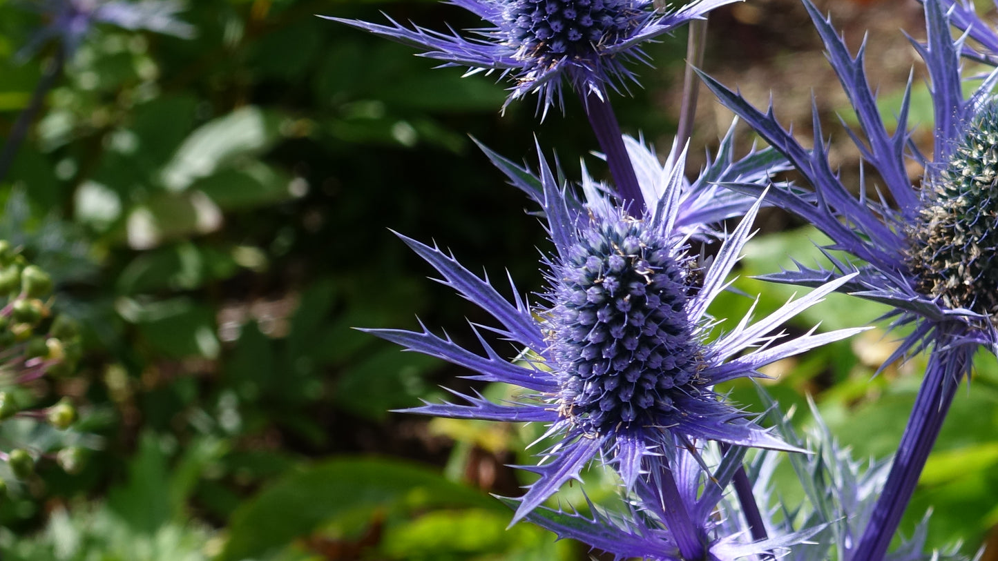 Eryngium ‘Big Blue’