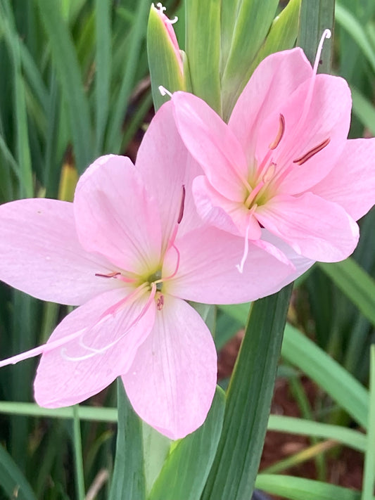 Schizostylis coccinea ‘Mrs Hegarty’