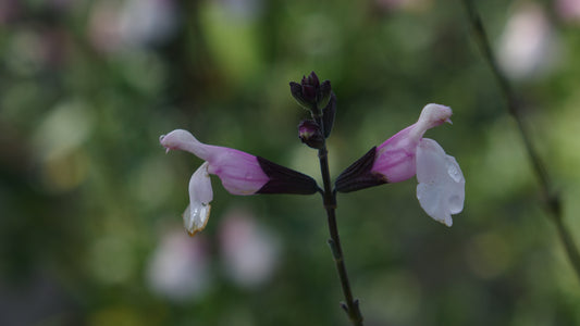 SALVIA M.
'DELICE FIONA'®