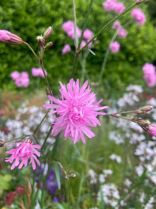 Lychnis ‘Jenny’