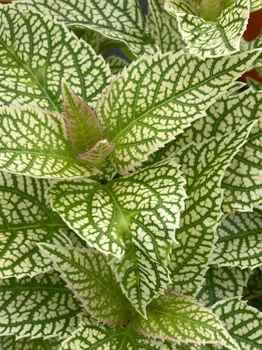 HELIOPSIS HEL.
'VARIEGATA
ORIOLE'