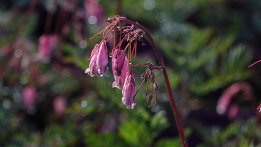 Dicentra 'Stuart Boothman’