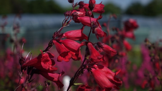 Penstemon 'Schoenholzeri'