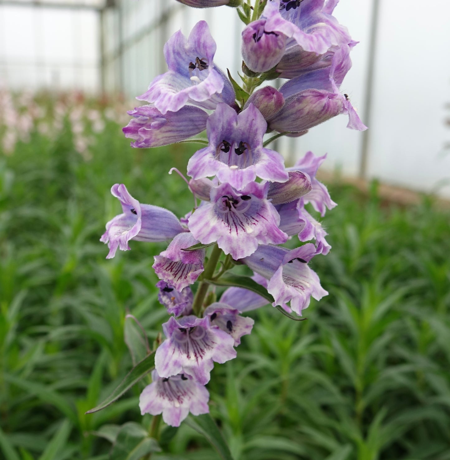 Penstemon 'Sour Grapes'