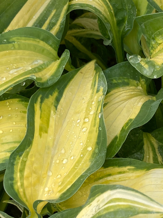 Hosta 'Orange Marmalade'