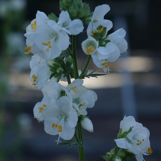 Polemonium cae. 'Alba'