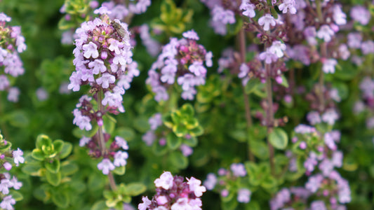 THYMUS X C.
'VARIEGATA'