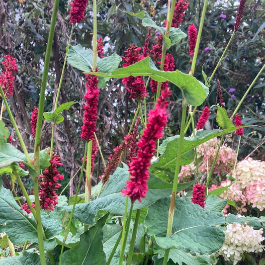 Periscaria ’Fat Domino’
