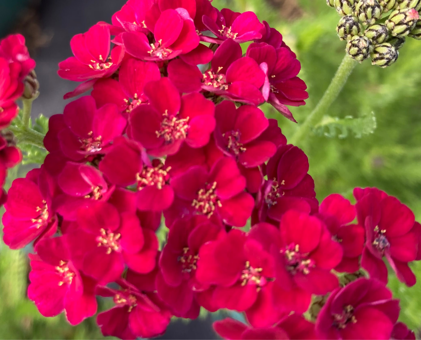 Achillea millefolium 'Pomegranate' (Tutti Frutti Series)