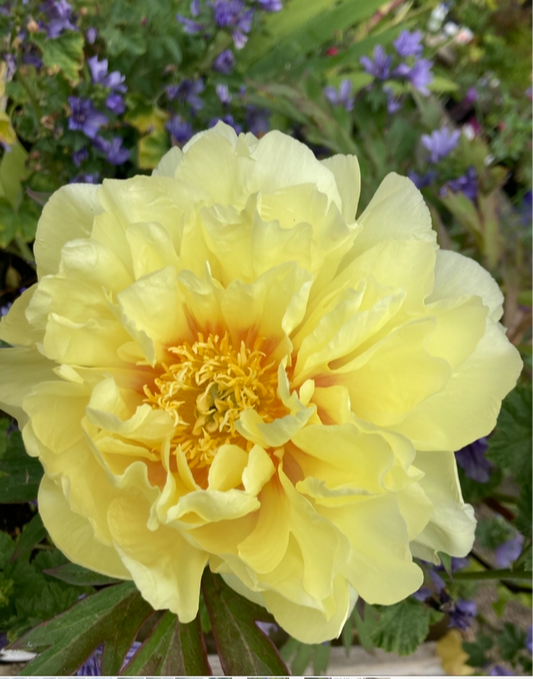 Paeonia 'Bartzella'