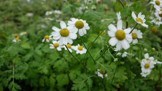 Feverfew