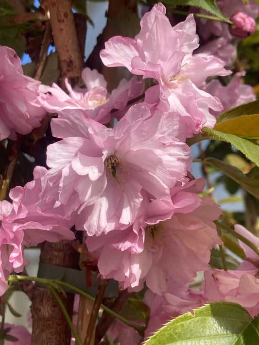 Prunus Kanzan
