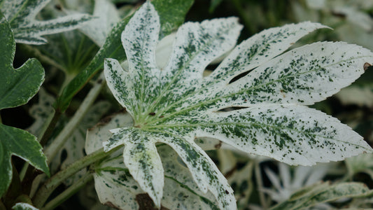 Fatsia 'Spiders Web'