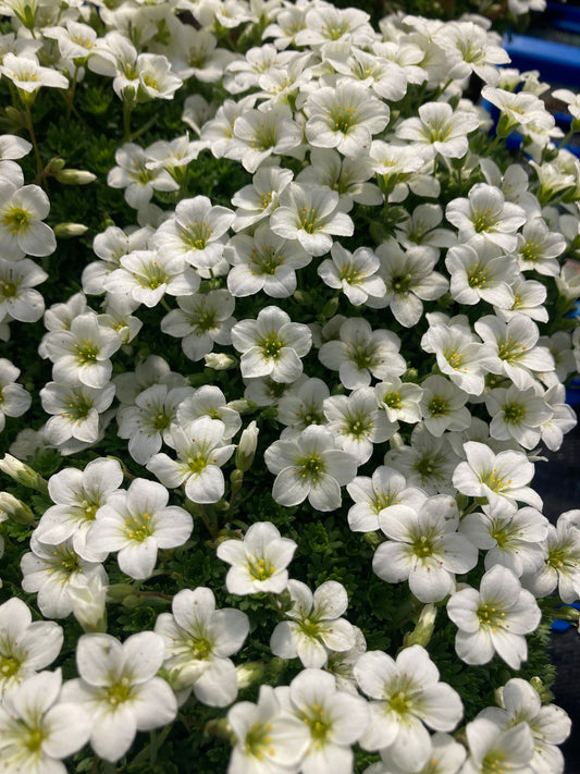 Saxifraga x ar. White Star