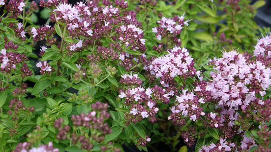 ORIGANUM VULG.
'COMPACTUM"