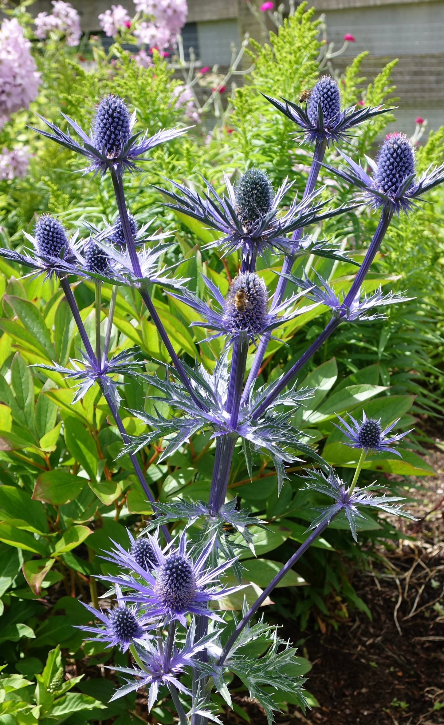 Eryngium ‘Big Blue’
