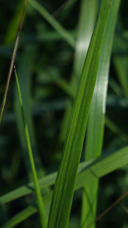 Calamagrostis 'Karl Foerster'