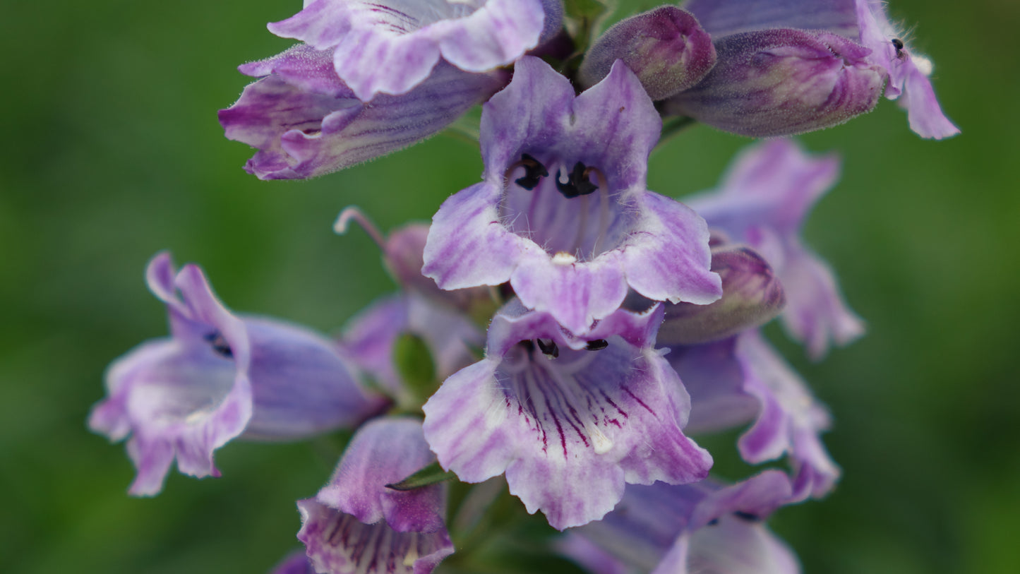 Penstemon 'Sour Grapes'