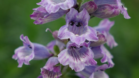 Penstemon 'Sour Grapes'