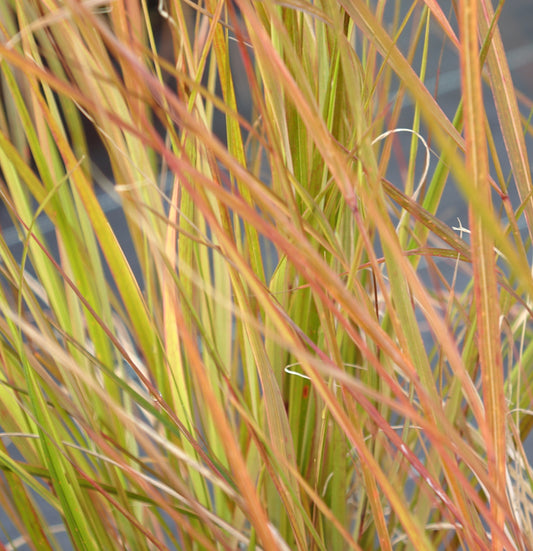 Stipa arundinacea