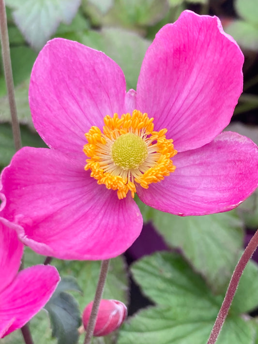 Anemone Fantasy
Cinderella