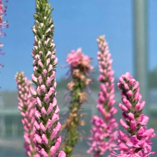 Veronica spic.
'Anniversary 
Pink’