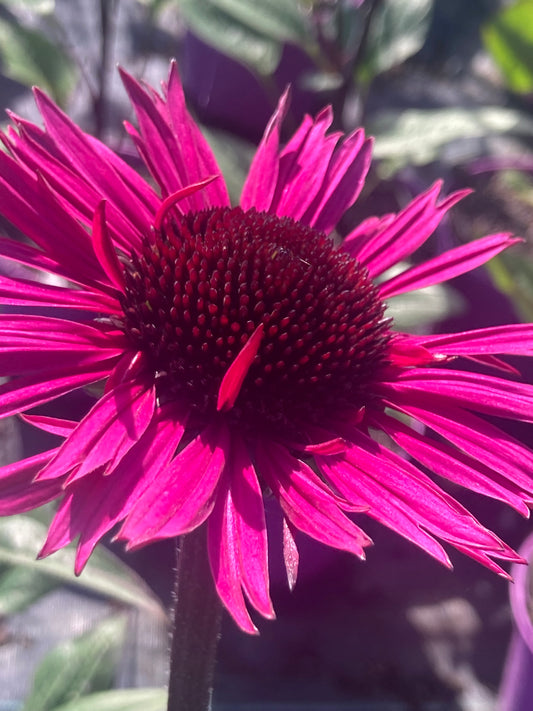 Echinacea purp. Fatal Attraction